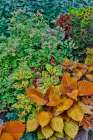 USA, Washington State, Sammamish. Coleus in planters in garden Art Print